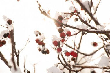 dry berries on a tree in the snow in winter