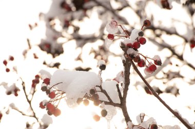 dry berries on a tree in the snow in winter