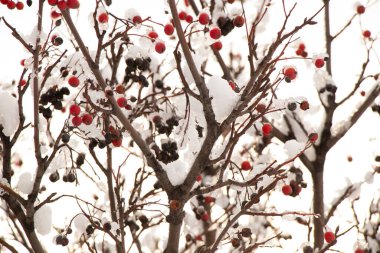 dry berries on a tree in the snow in winter