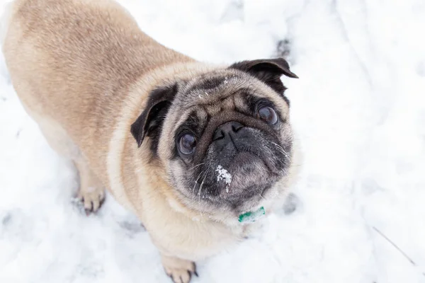 Close-up portrait of a pug in the snow — Stock Photo, Image