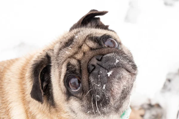 Close-up portrait of a pug in the snow — Stock Photo, Image