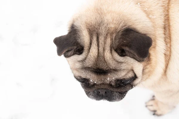 Close-up portrait of a pug in the snow — Stock Photo, Image