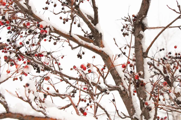 Trockene Beeren auf einem Baum im Schnee im Winter — Stockfoto