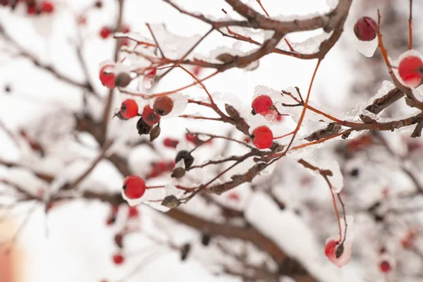 Dry berries on a tree in the snow in winter — Stok fotoğraf
