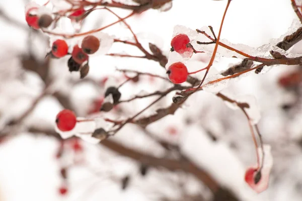Dry berries on a tree in the snow in winter — Stok fotoğraf
