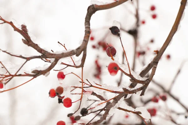 Bagas secas em uma árvore na neve no inverno — Fotografia de Stock