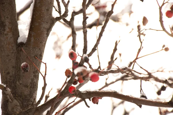 Bagas secas em uma árvore na neve no inverno — Fotografia de Stock