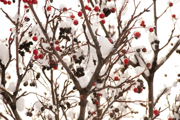 Dry berries on a tree in the snow in winter — Stok fotoğraf