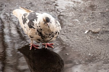 hunger on the road in winter