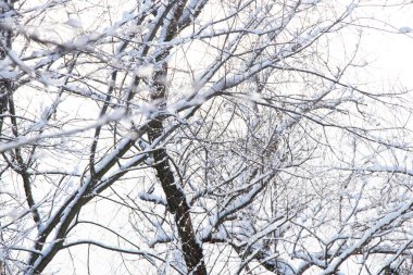 tree branches in the snow against the sky