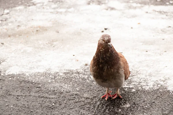 Fame sulla strada in inverno — Foto Stock