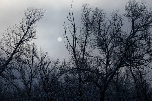 Rami d'albero e la luna piena nella neve contro il cielo — Foto Stock