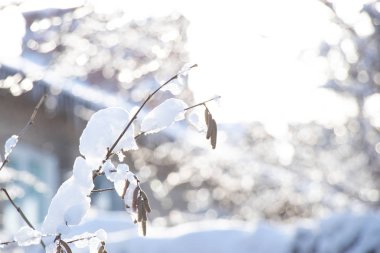 tree branches in the snow in the winter in the sun