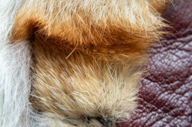 natural animal fur closeup as background