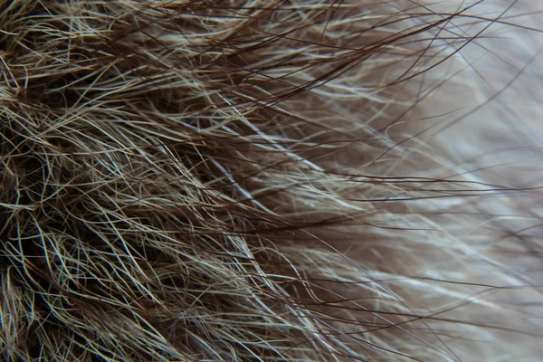 Naturalne futro zwierzęce zbliżenie jako tło — Zdjęcie stockowe