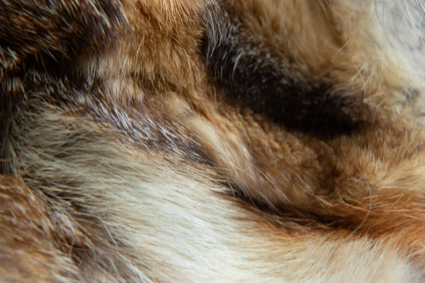 Natural animal fur closeup as background — Stockfoto