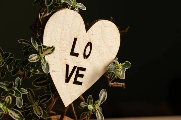 Деревянный валентин со словом любовь на ветвях декоративного бонсай дерева в темной комнате — стоковое фото