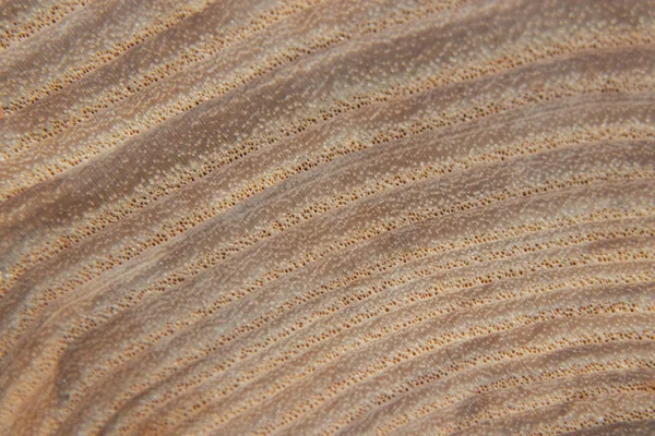 Light brown wooden board close-up — Stock Photo, Image