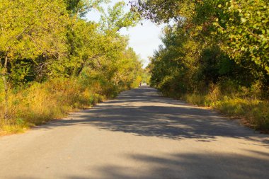 Ukrayna 'da güneşli yaz ormanlarında yol