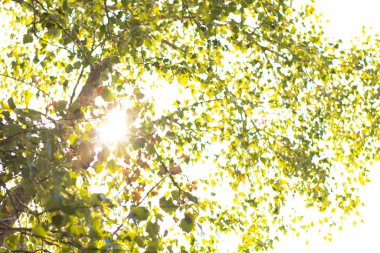 Güneşli bir yaz gününde kavak ağacı gökyüzüne karşı