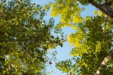 Güneşli bir yaz gününde kavak ağacı gökyüzüne karşı