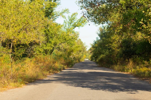 Route dans la forêt ensoleillée d'été en Ukraine — Photo