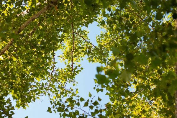 Poplar tree against the sky on a sunny summer day — Stock Photo, Image