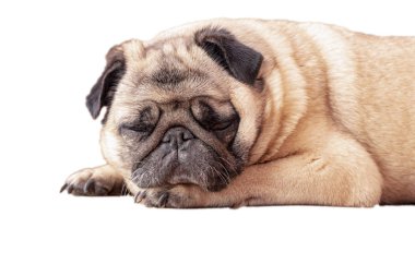 Beyaz arka planda pug dog