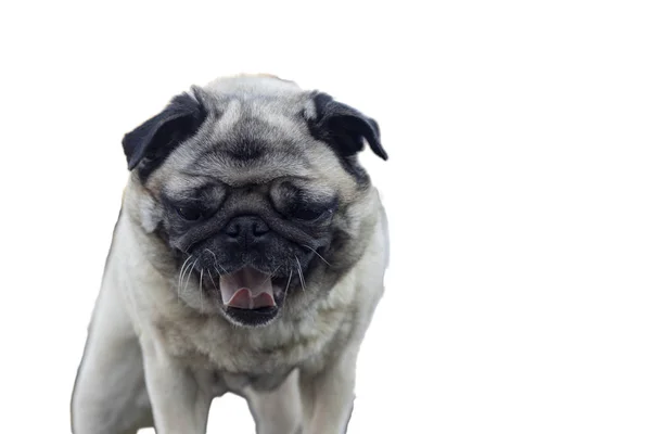 Perro pug sobre un fondo blanco — Foto de Stock