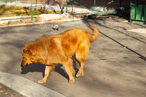 Cão vermelho vadio atravessa a estrada — Fotografia de Stock