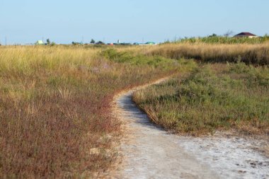 Yaban çiçekleri güneşli bir yaz gününde