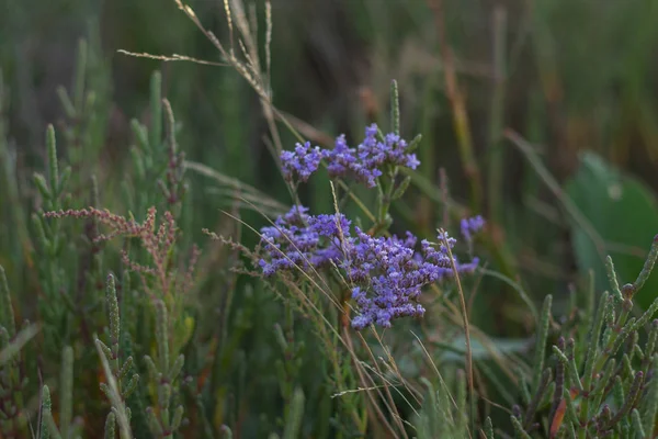 Wildblumen an einem Sommertag an einem sonnigen Tag — Stockfoto