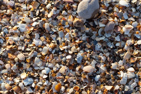 貝や小石を背景に — ストック写真