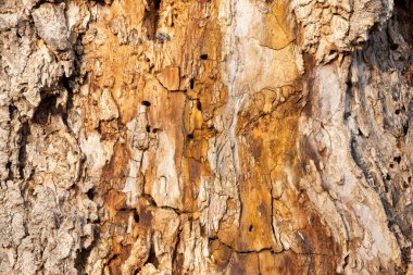 Ormandaki eski ağaç kabuğu arka planda