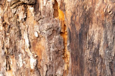 Ormandaki eski ağaç kabuğu arka planda