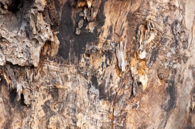 Ormandaki eski ağaç kabuğu arka planda