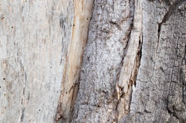 Ormandaki eski ağaç kabuğu arka planda