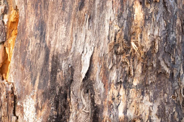 森の古い樹皮の木 — ストック写真