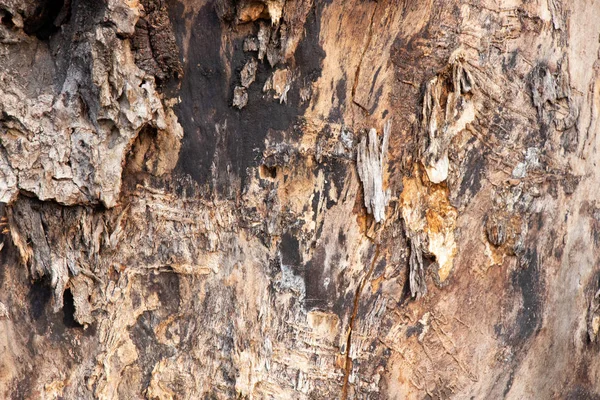 Ormandaki eski ağaç kabuğu arka planda