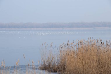 Nehir Dinyeper Ormanı güneşli bir kış gününde eriyen buzlar