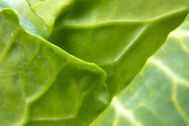 İzole edilmiş arka planda yeşil lahana.