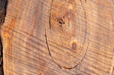 Ormandaki eski ağaç kabuğu arkaplanı yakın plan