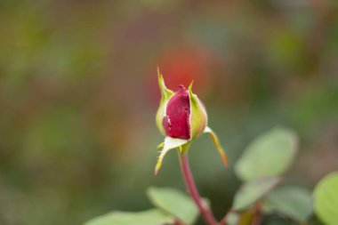 Yaz öğleden sonra bahçede gül tomurcuğu Bulanık bir arka planda yakın plan
