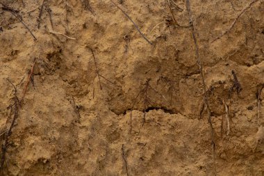 Kum yolu arka planı öğleden sonra ormanında kapalı.