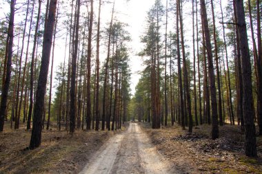 Ukrayna 'da güneşli bir bahar gününde kozalaklı ormanda yol