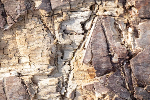 Árbol Bosque Viejo Fondo Corteza — Foto de Stock