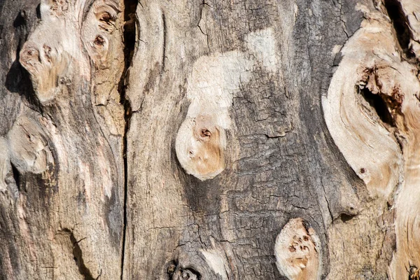 森の古い樹皮の木 — ストック写真