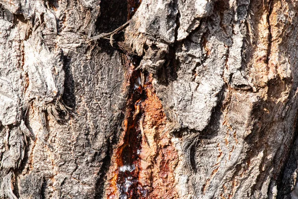 tree in the forest old bark background