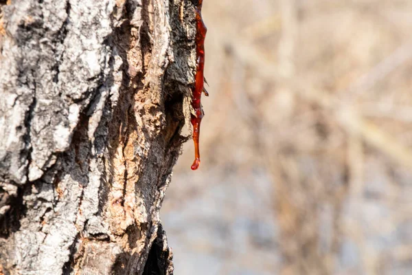 Albero Nella Foresta Vecchio Sfondo Corteccia — Foto Stock