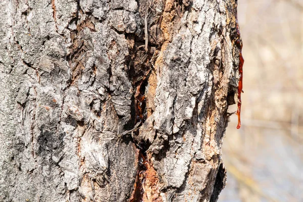 Baum Wald Alte Rinde Hintergrund — Stockfoto